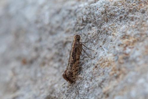 Acrolepiopsis vesperella